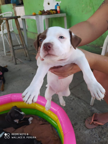 Filhotes de Pitbull disponível