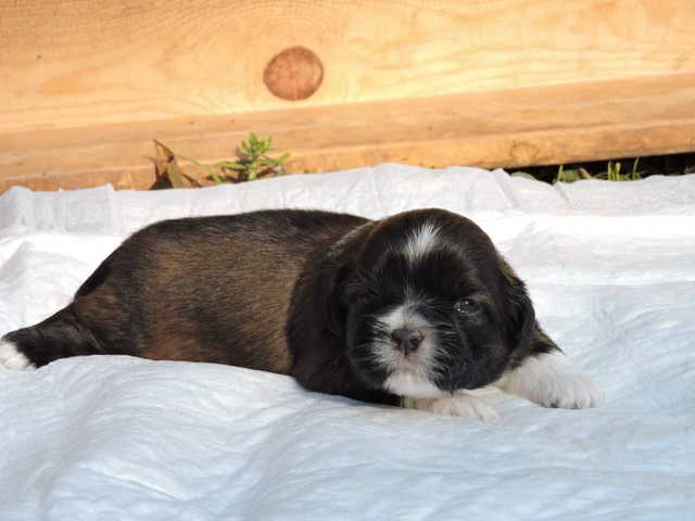 Shih Tzu para Reserva Pedigree Linh. Fígado - Foto 2