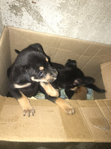 Cachorrinho de raça Pastor-de-beauce, mestiço ! 2 macho e 1 fêmea ?