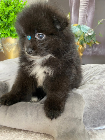 Lulu da pomerania anão macho - Foto 3