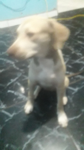 Pitbull apbt - Foto 3