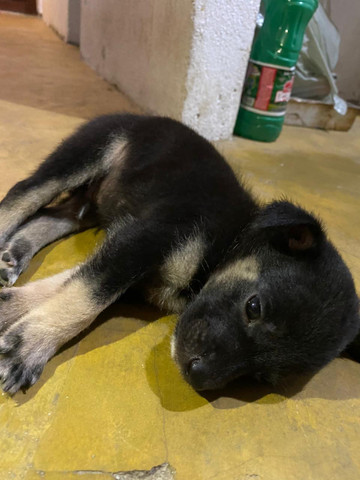 Cachorrinho de raça Pastor-de-beauce, mestiço ! 2 macho e 1 fêmea ? - Foto 4
