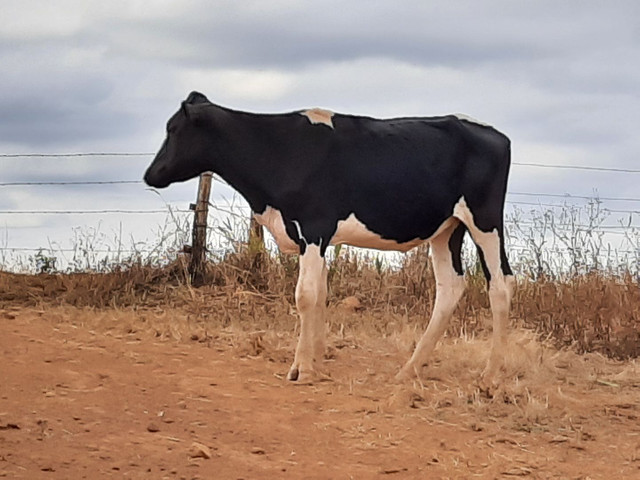 Novilhas 3/4 - Foto 3