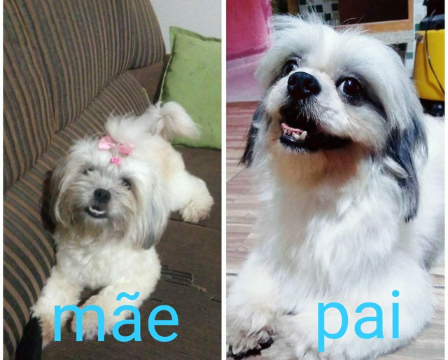 Linda shitzu femia entrego vacinada - Foto 4