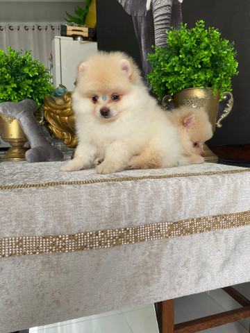 Spitz alemão anão macho - Foto 2