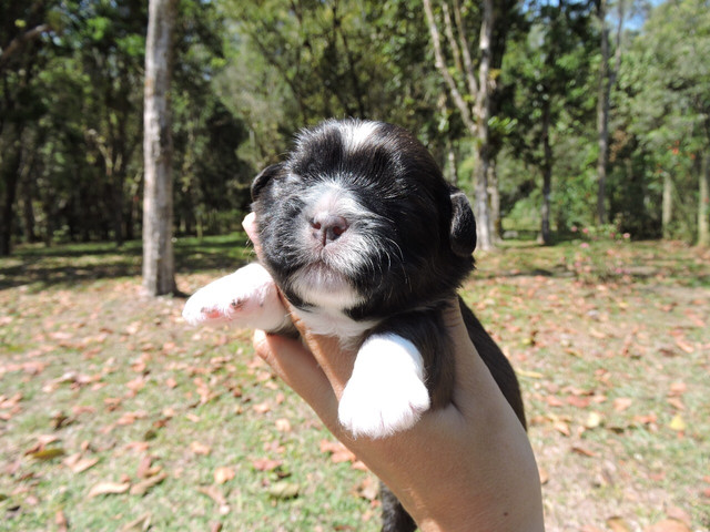 Shih Tzu para Reserva Pedigree Linh. Fígado - Foto 3