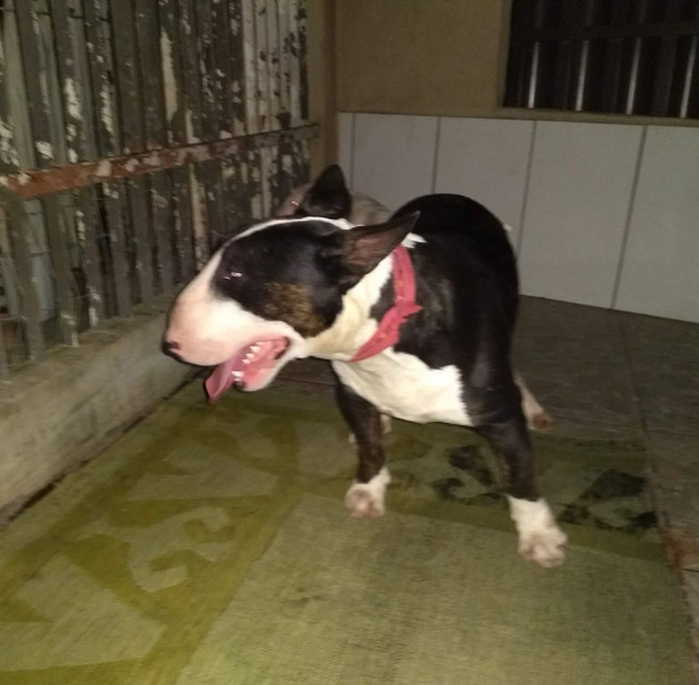 Casal de Bull terrier inglês diferenciados - Foto 3