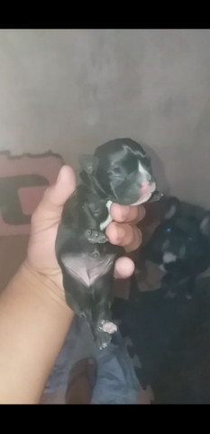 Bulldog Francês - Foto 2