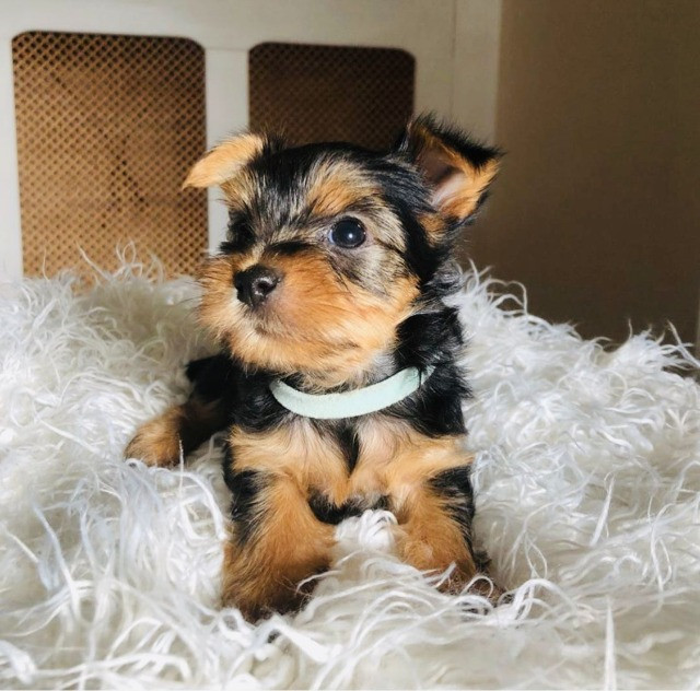 Lindos Yorkshire Terrier, com suporte e Pedigree!!!