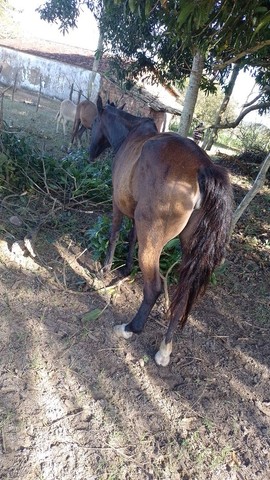 Égua boa toda para vender está prenha de um mangalarga 