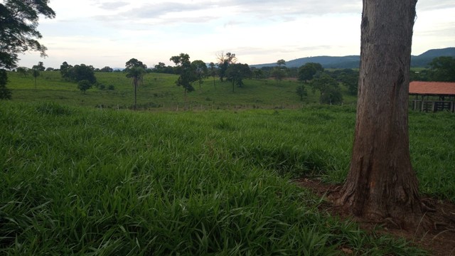 Fazenda de 378 Alqueires Goianos  - Foto 5