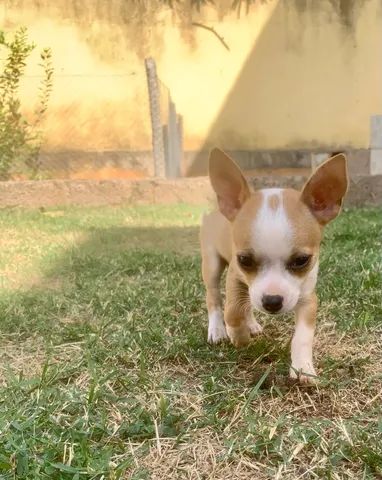Chihuahua femea 
