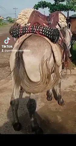 Vende-se mini mula - Foto 4