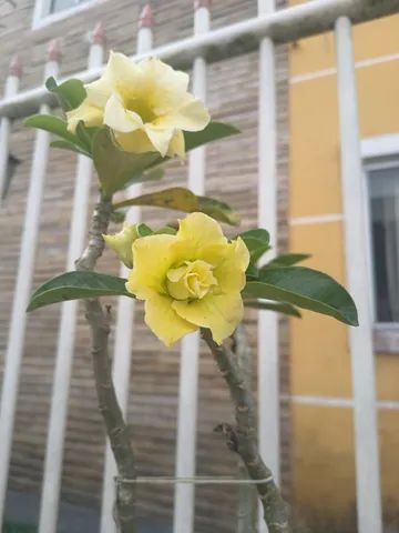 Vendo rosa do deserto  - Foto 5