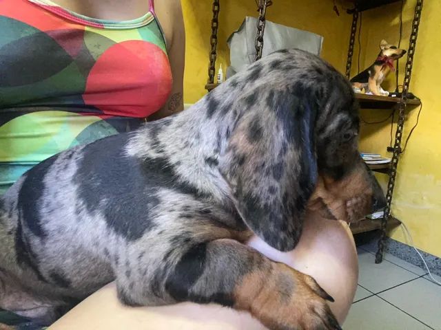 Filhote de Salsicha  - Foto 3