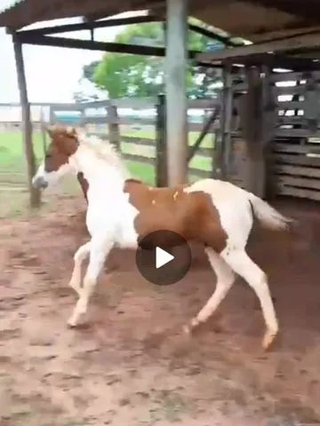 Potra Paint Horse - Foto 6