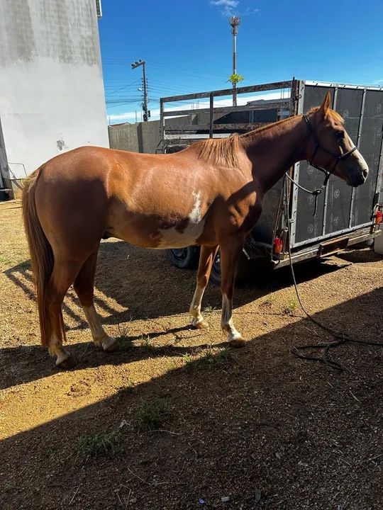 A venda quarto de milha  - Foto 4