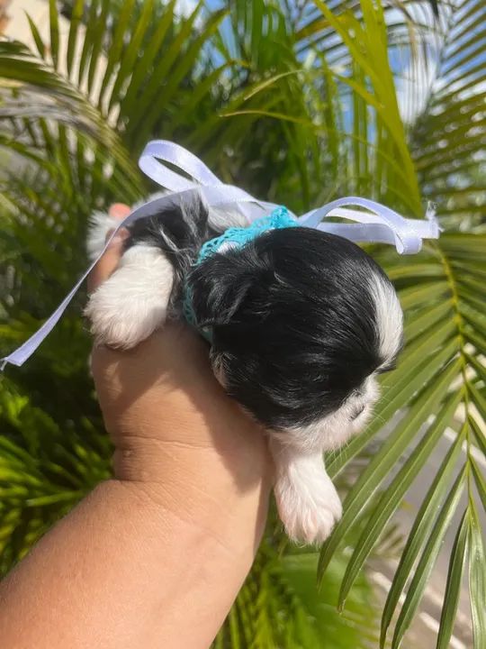 SHIH TZU MACHO 