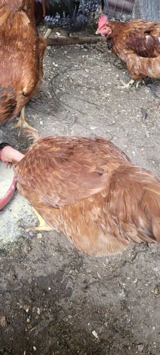 Ovos galados de galinha caipira  - Foto 3