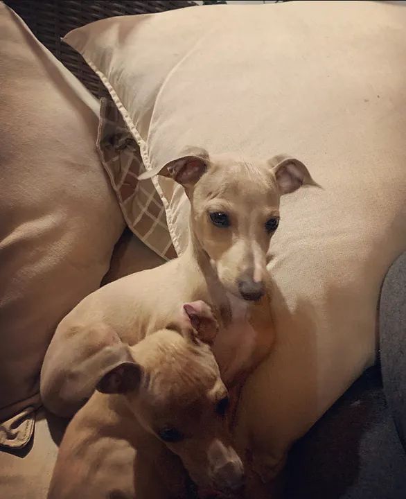 Galgo italiano fêmea