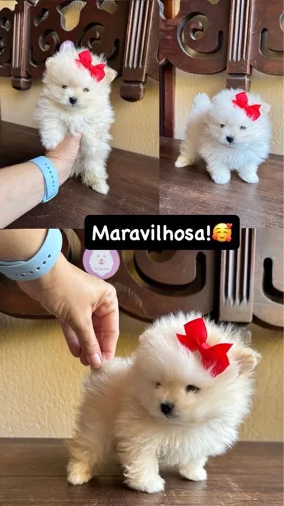 Lindos filhotes @tiaritapets - Foto 6