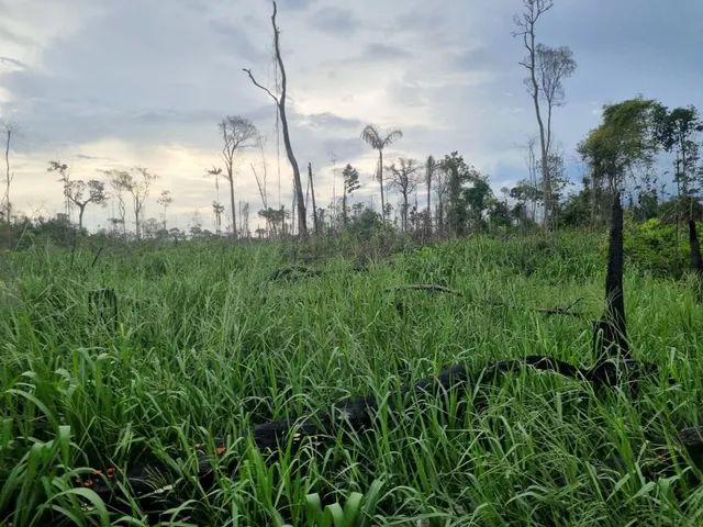 VENDO 100 ALQUEIRES NA VILA DO SAMUEL