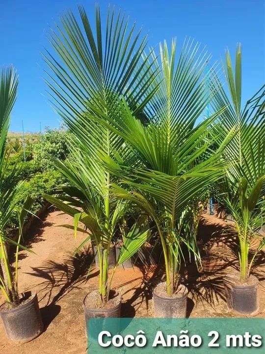 mudas de coco  anão  tamanho medio 2 metros - Foto 4