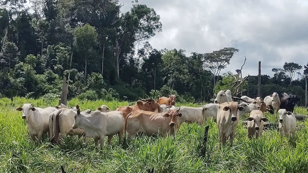 foto - Rio Branco - Jardim de Alah