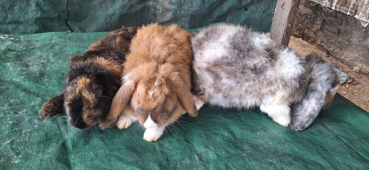 Vendo coelhos adultos mini lop  - Foto 3