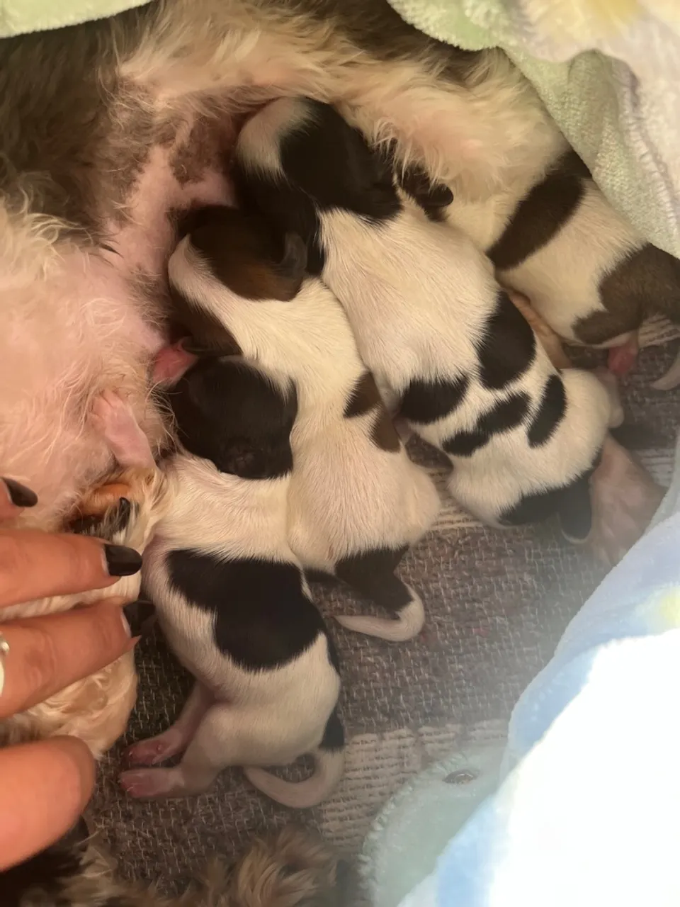 Filhotes de shih tzu- Lindos e saudáveis!