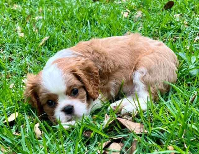 Cavalier King Charles Spaniel: puro amor em forma de cão
