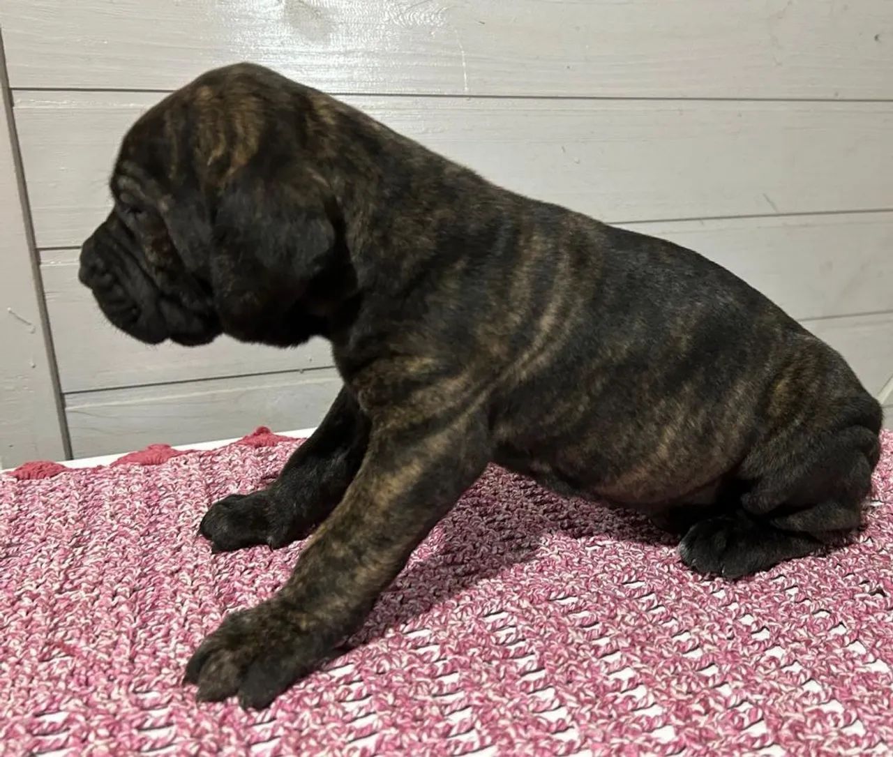 Filhote de Fila Brasileiro - Foto 3
