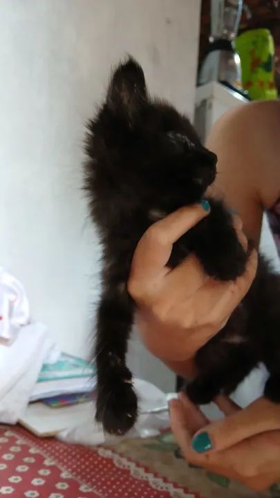 Gatinho Preto Adorável para Adoção - Foto 4