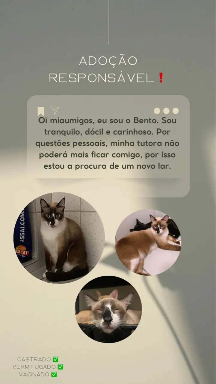 Adoção responsável