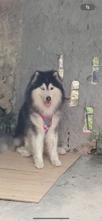 Husky Siberiano - Filhote - Foto 5