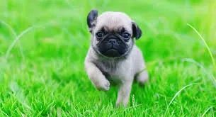 Pug os mais saudaveis e legetimos pacotinhos de amor  - Foto 3
