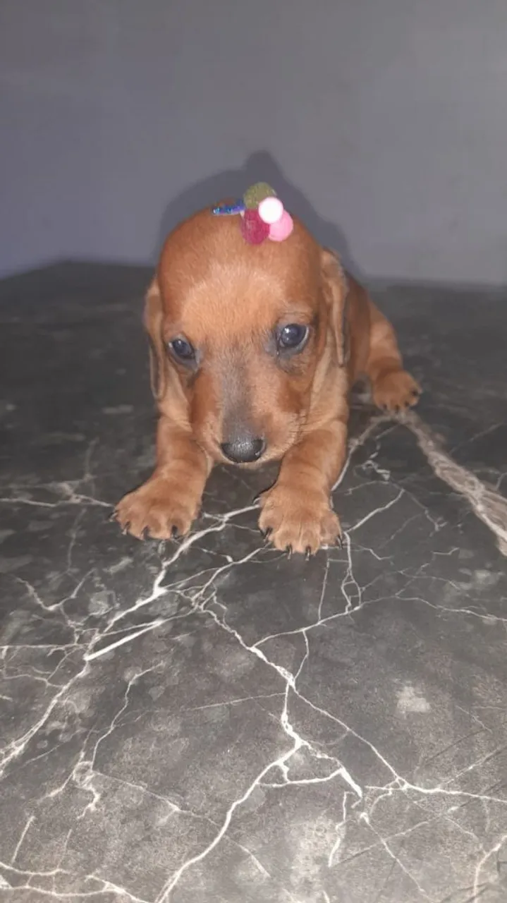 Filhote de Dachshund fêmea e machos