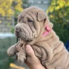 Temos Shar Pei disponíveis!