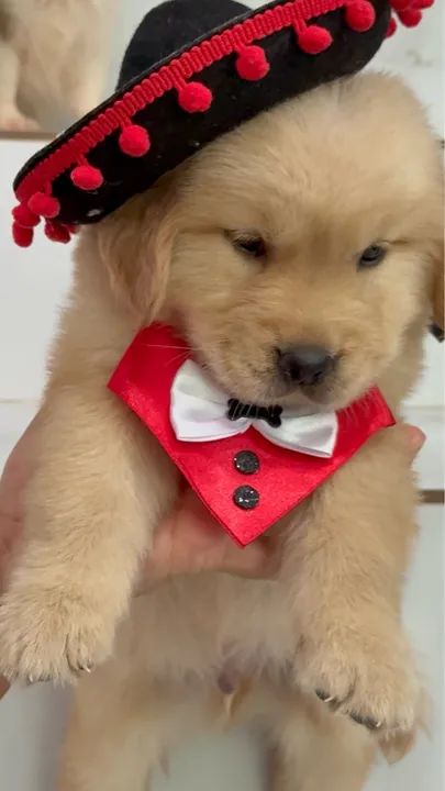 Filhote Golden Retriever Alto padrão PEDIGREE  - Foto 2