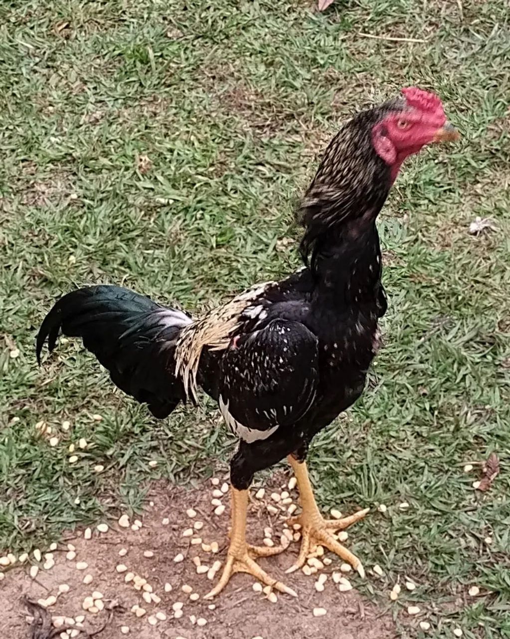 Galo de Raça índio 