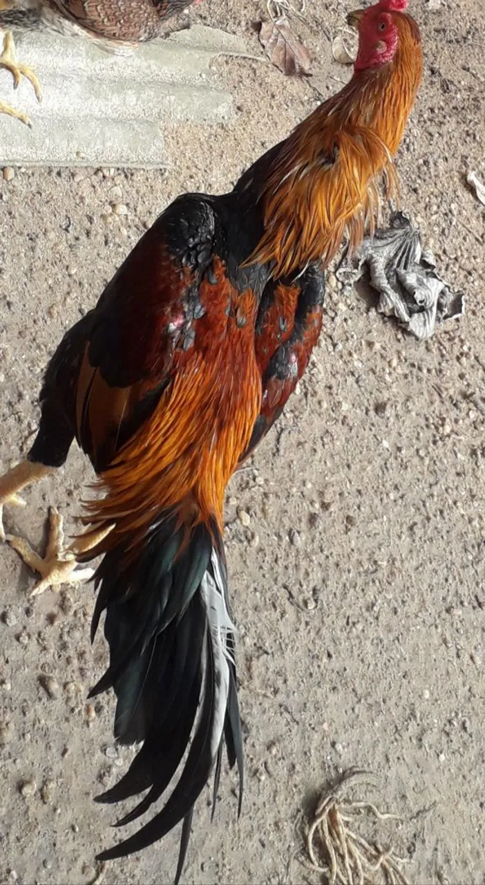 Galo de Raça - carioca Ótima Genetica 
