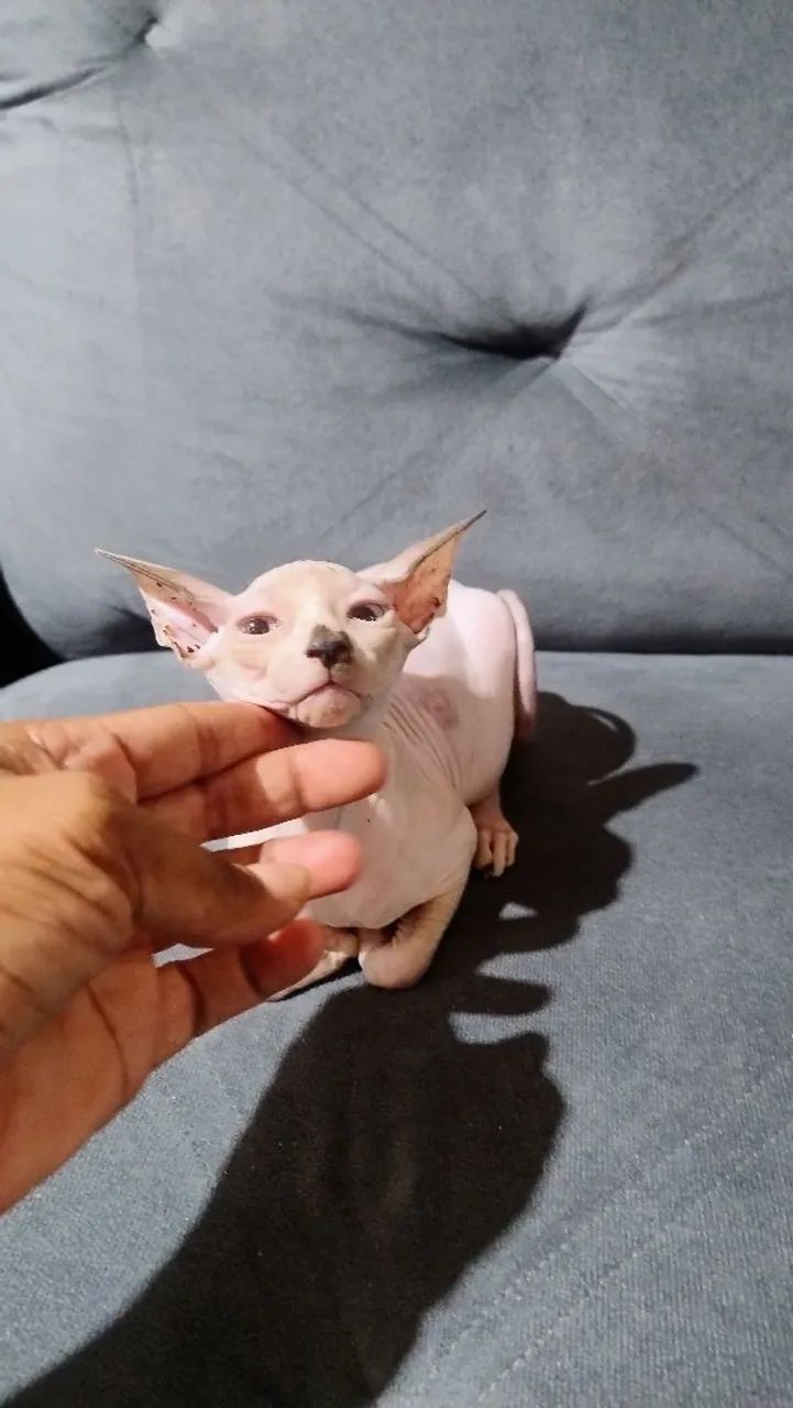 Fêmea sphynx inteira  - Foto 6