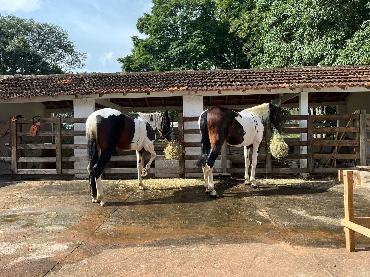 Dois cavalos Mangalarga  - Foto 3