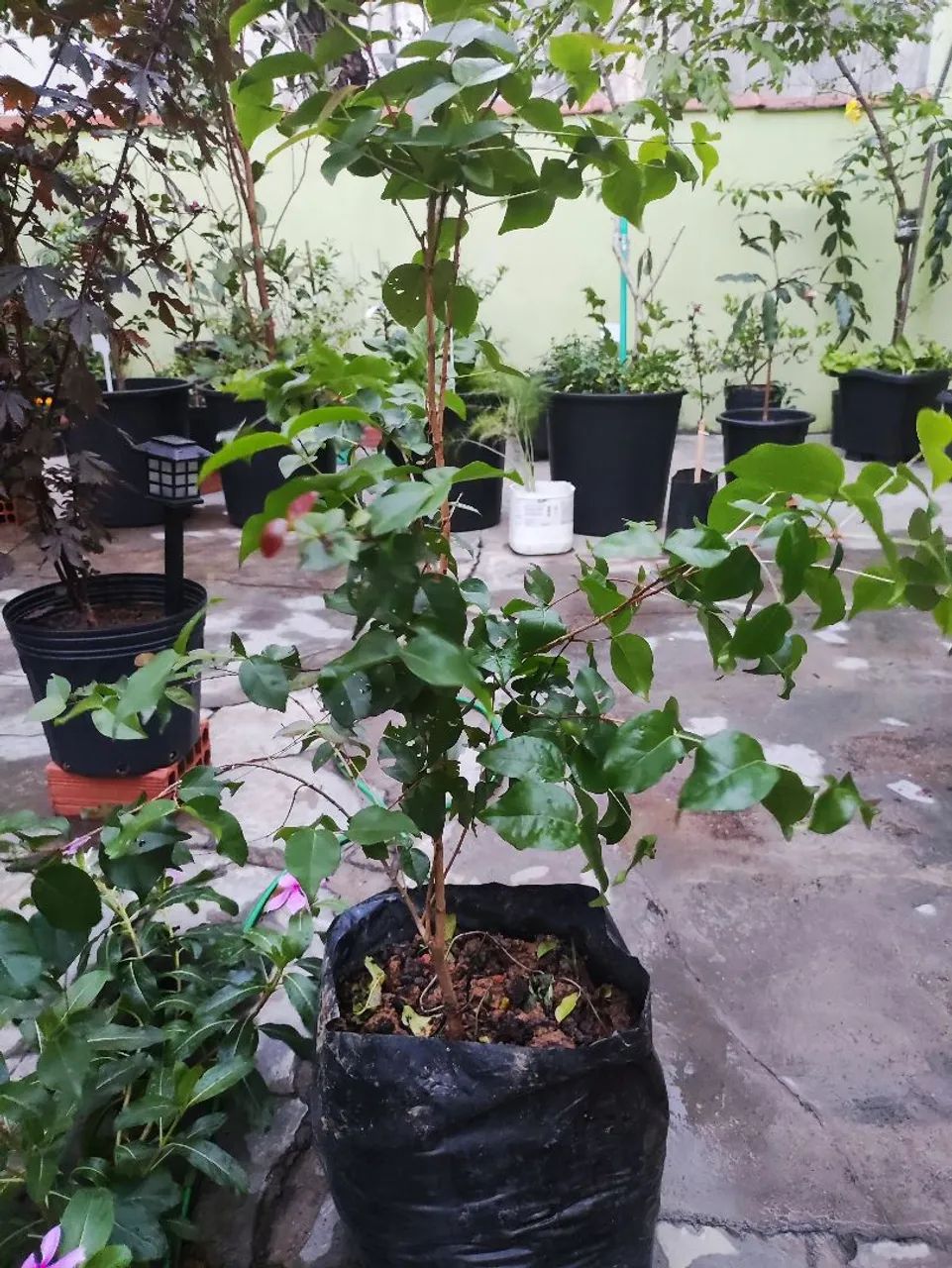 Planta frutífera - pé de pitanga preta rara - Foto 3