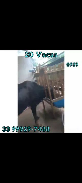 20 Vacas  - Foto 2