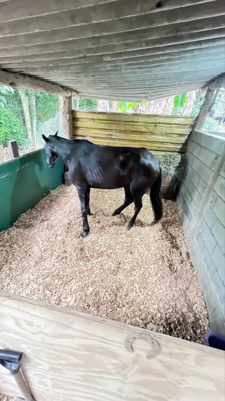 Cavalo marchador  - Foto 4