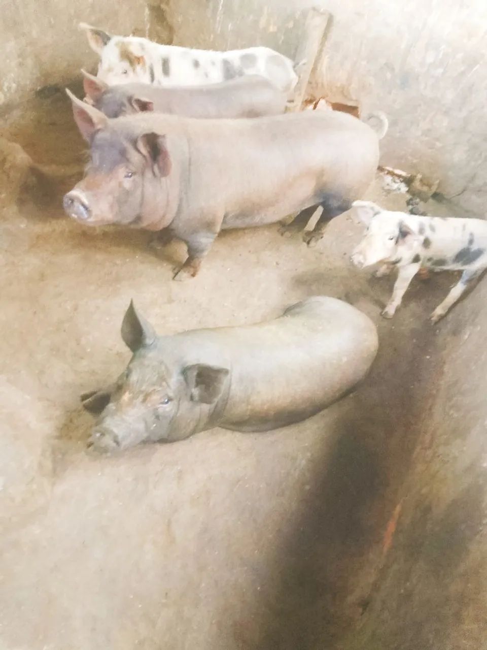 Porcos pretos para venda - Foto 2