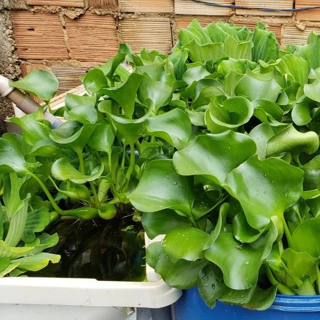 4 mudas de Aguapé, planta para aquário, tanques de peixes e lagos - Foto 3