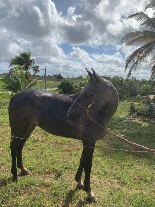  Vende está linda égua mestiça de mangalarga 