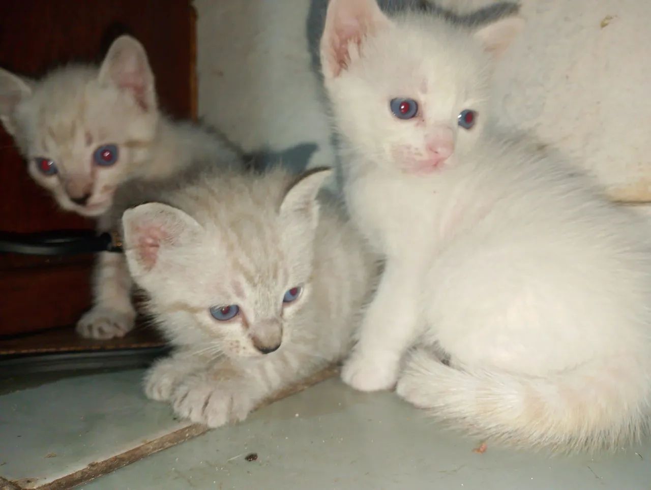 Três gatinhos fofinhos para adoção